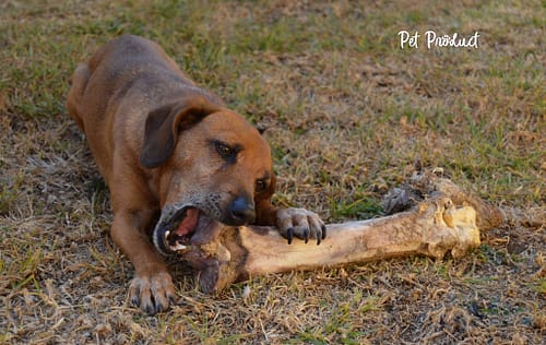 Lancement friandises naturelles dans notre assortiment.