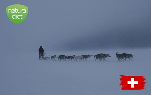 Vivez la magie des chiens de traîneau en Suisse !