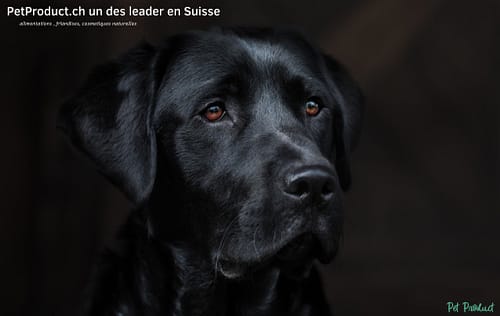 Présentation du site : PetProduct.ch