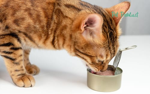 Le thon en boîte est-il sans danger pour les chats ?