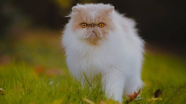 un joli chat de race persan